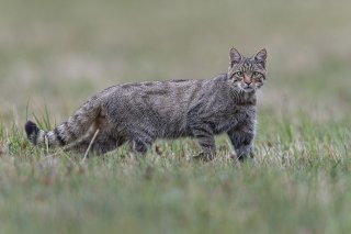 La Protection Suisse des Animaux déconseille d'adopter un chat hybride, issu du croisement entre un chat sauvage (ici en photo) et un chat domestique.
